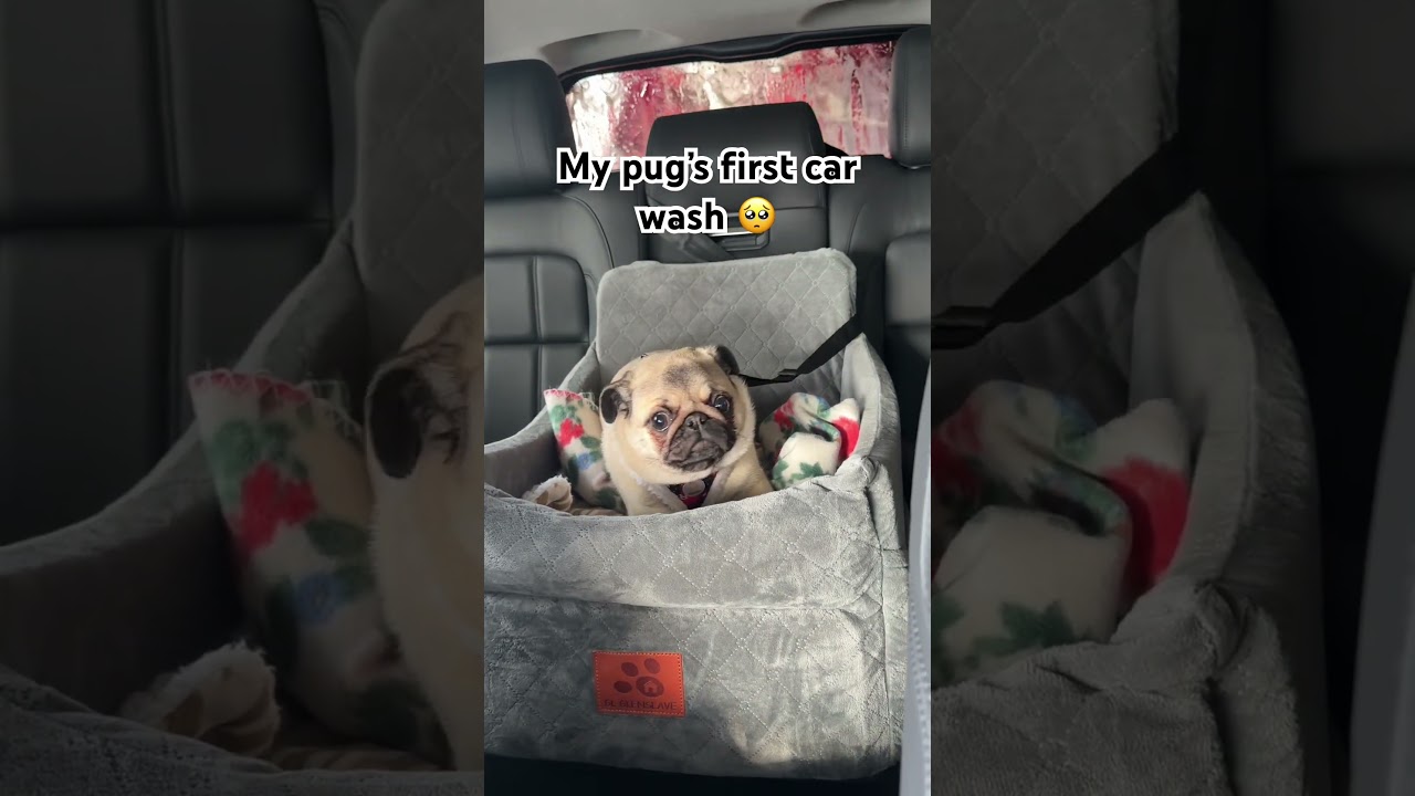 My pug’s first and last car wash.🥺 