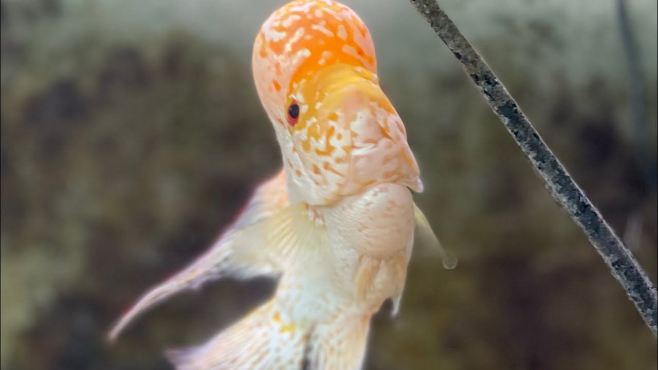 Correct Temperature will SOLVE A LOT of Flowerhorn problems!