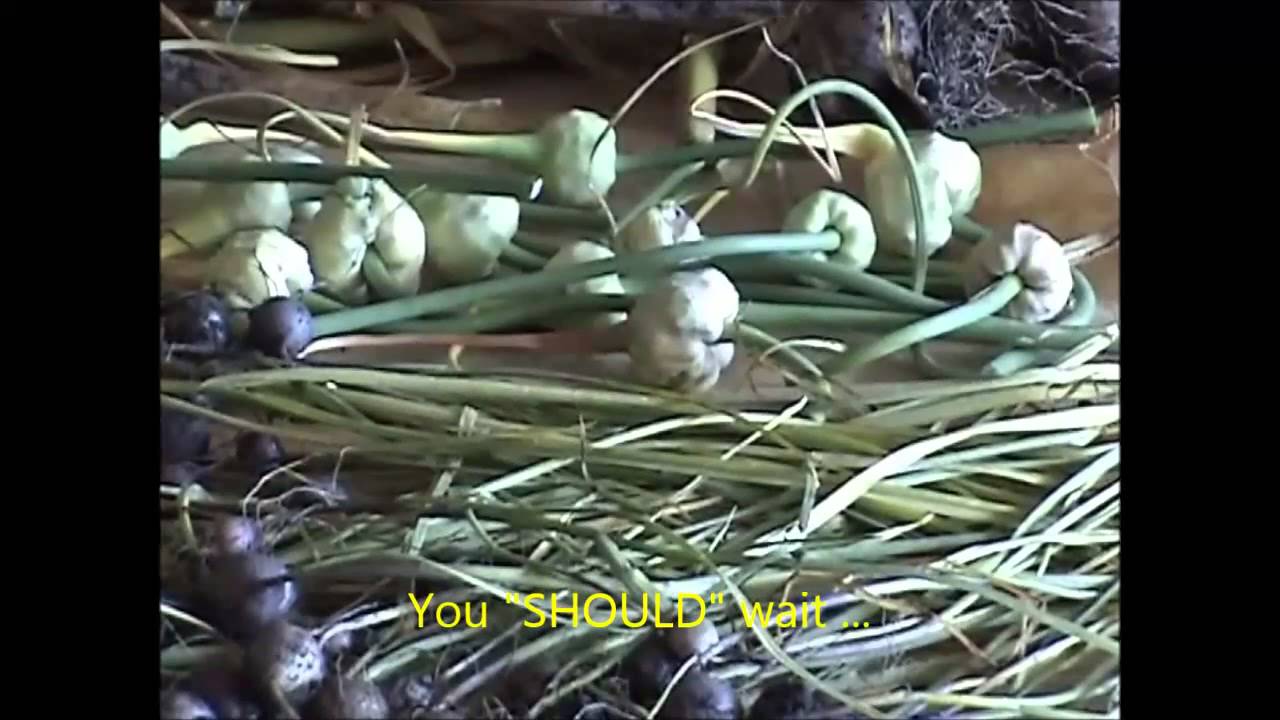 Propagating Garlic from Bulbils