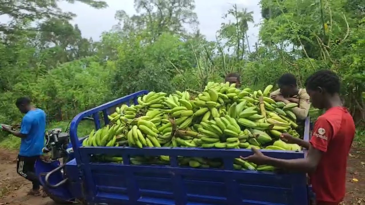 Grand reportage à Mohéli, île peut nourrir les autres îles des Comores