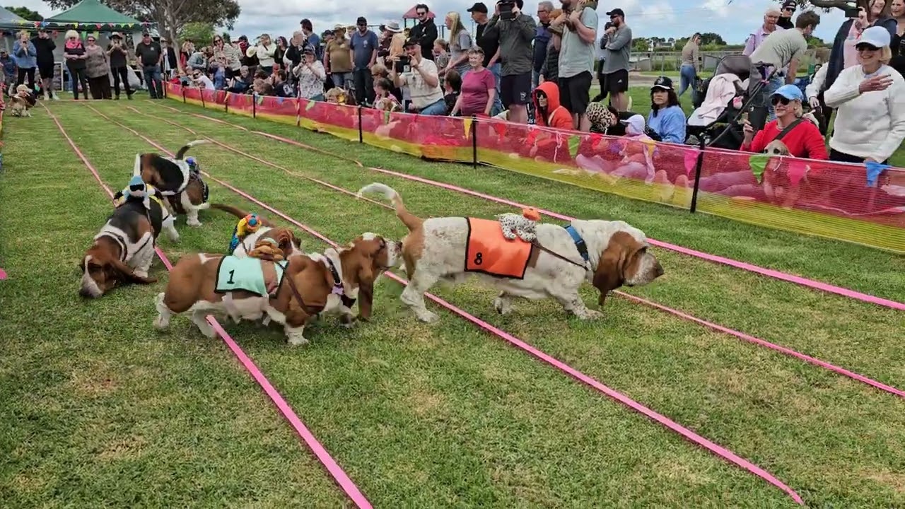 Australian Basset Hound Races, Race 3, Nov 2024
