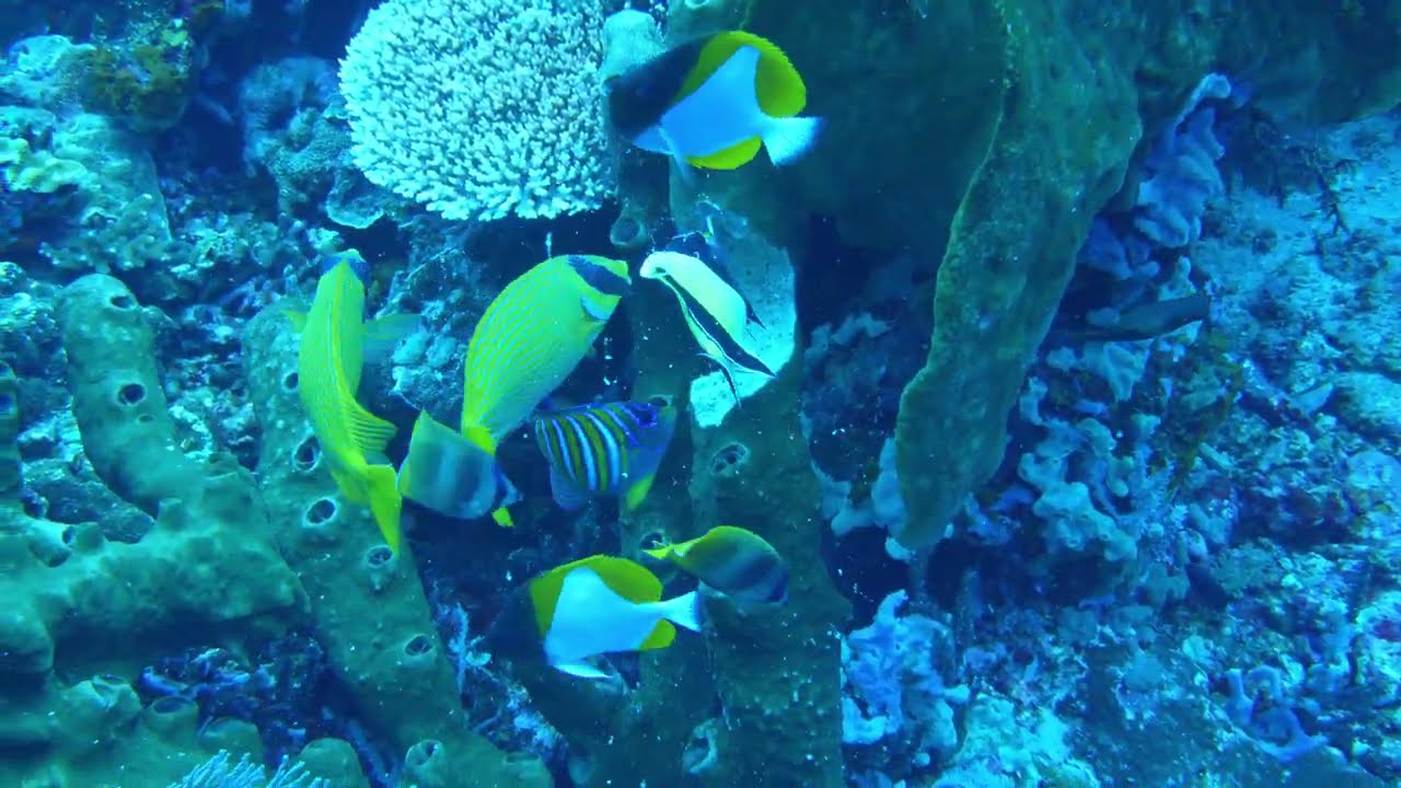 Diving in Banda, Indonesia - Part 3