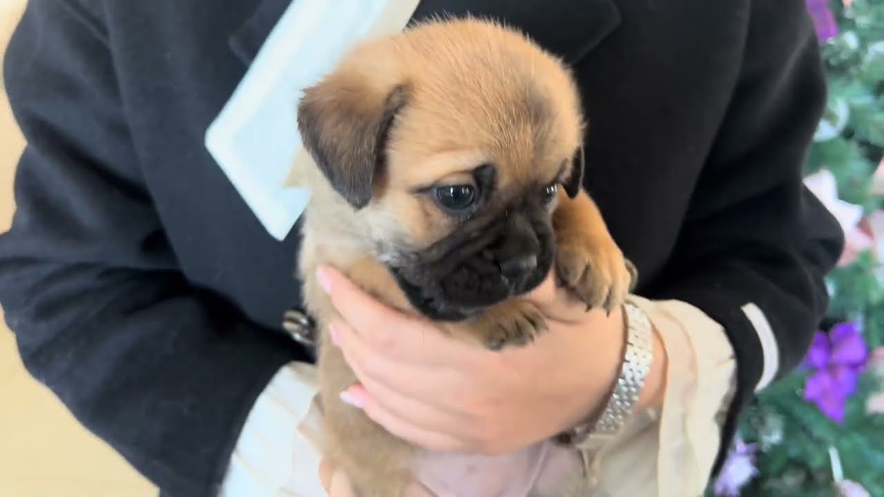Golden Retriever and Pug Cross mix. (1month 8 days old)