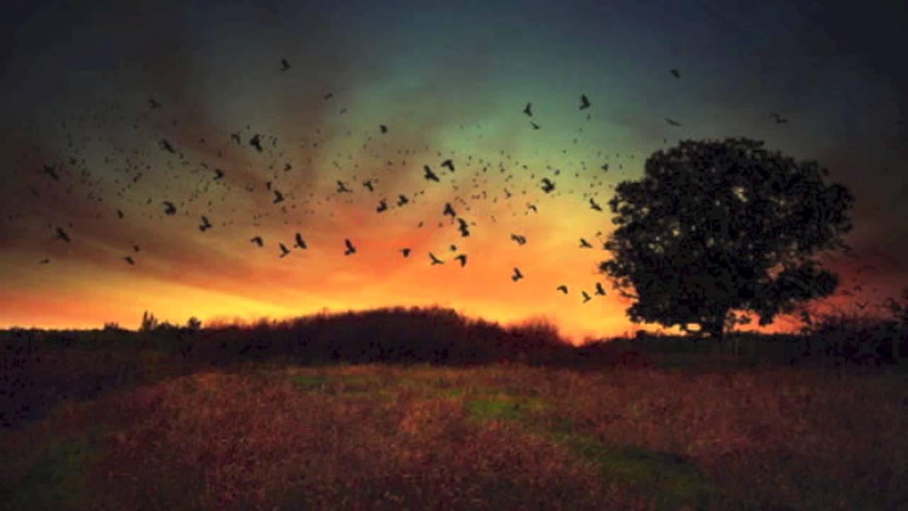 Phaeleh - Distraction