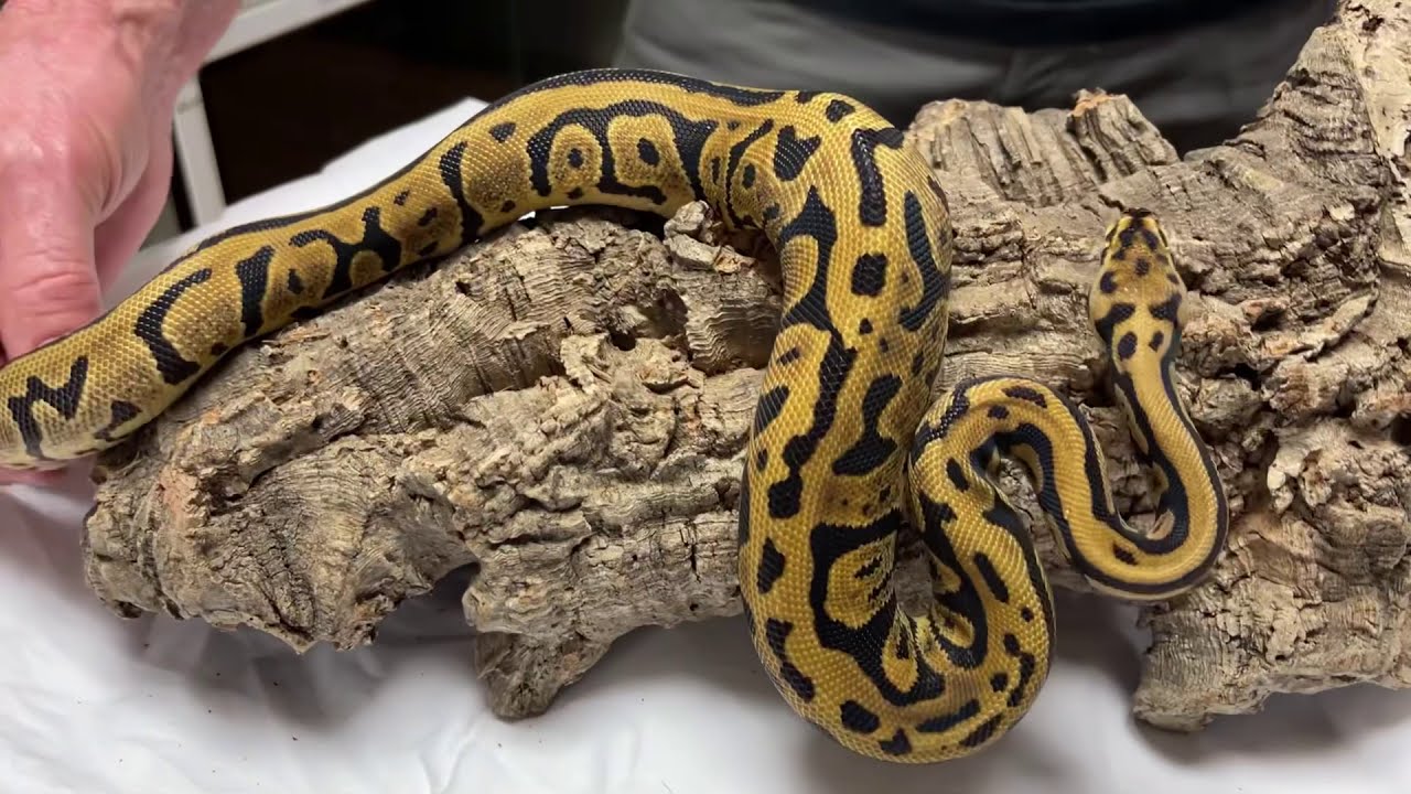 CRAZY CONFUSION BALL PYTHON COMBOS!! | Jon's Jungle