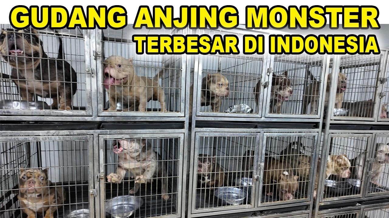 Ngeri Nih!!! Gudangnya Anjing Monster Mini Terbesar Di Indonesia - Nano Micro American Bully Exotic