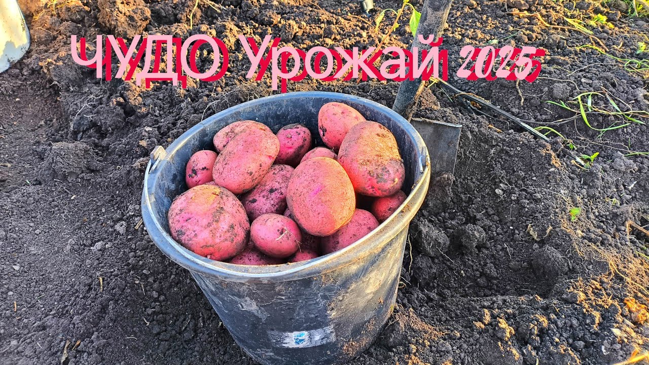 Волшебный урожай картошки 2025!!!