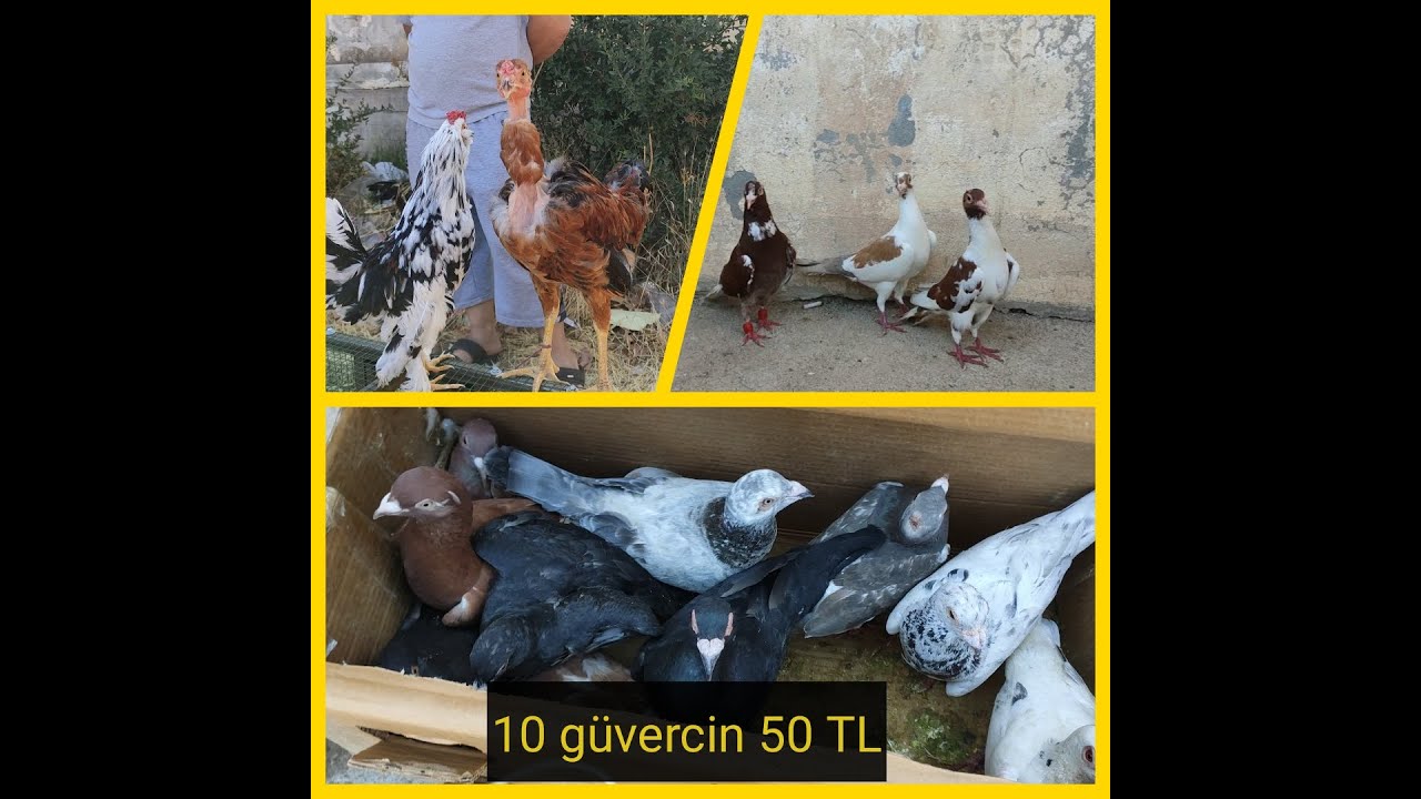 TAVUK VE GÜVERCİN PAZARI GEZİSİ (kilis)