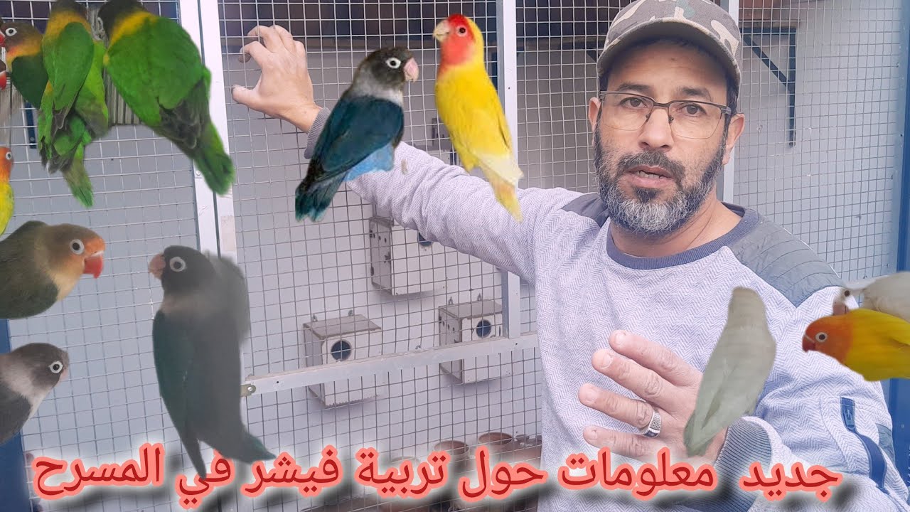 جديد مع عبد الغاني تعرف على معلومات مهم  حول تربية طائر فيشر و الروز في المحمية وسلبياته وإجبياته