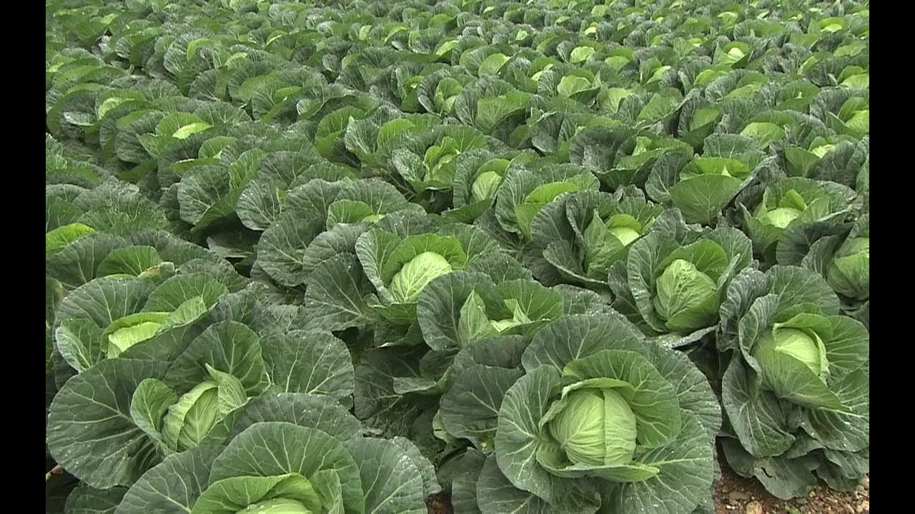 The Life Cycle of Cabbage | Modern Agriculture Cultivation and Harvest of Cabbage