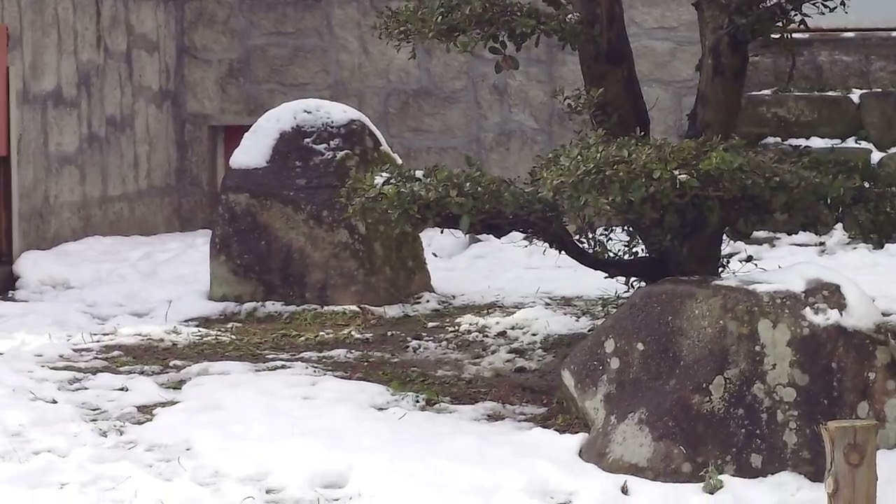 20260112 プルプル君は忙しい　安佐動物公園