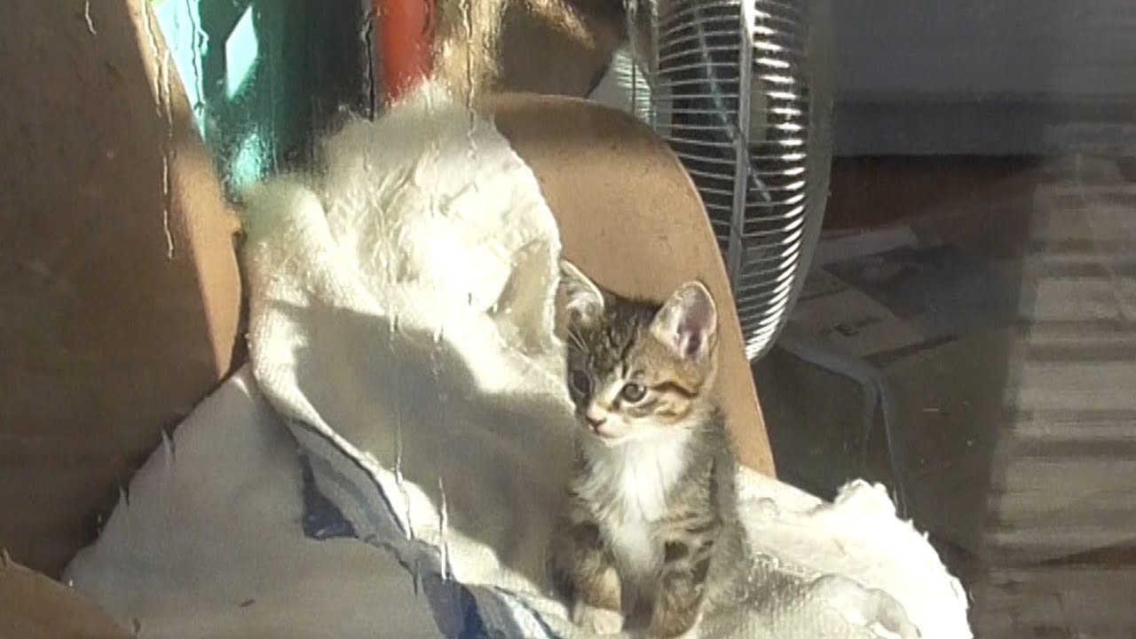 一寸法師風子猫物語
