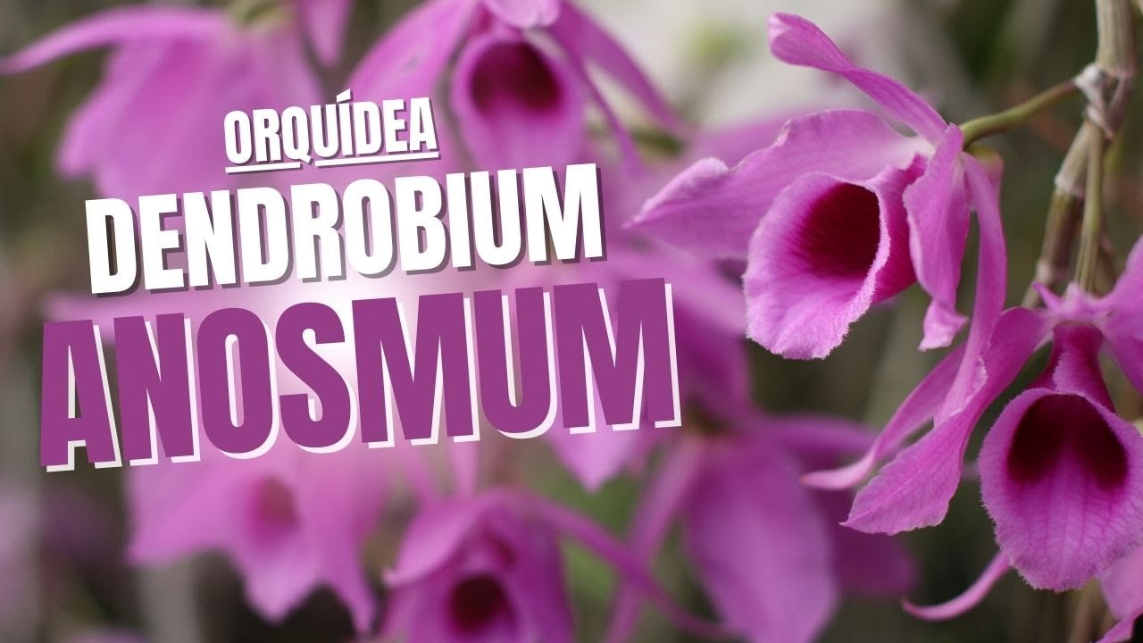 Dendrobium Anosmum: Variedades, Dicas de Cultivo e Híbridos Incríveis!