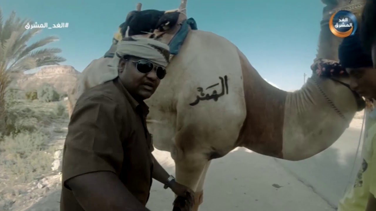 رحلة الهجن | شاهد سباق الهجانة بين شعب نبي الله هود وتريم