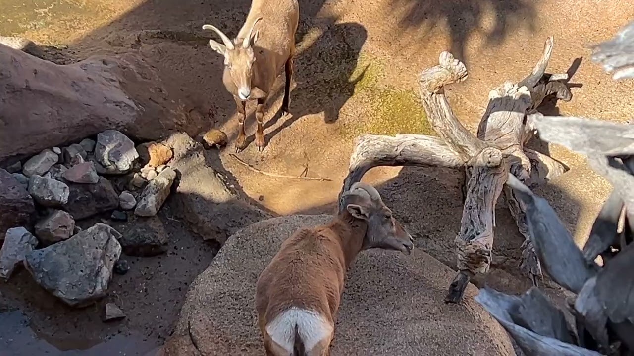 A visit to the Big Horn Sheep exhibit at the Arizona Sonora Desert Museum