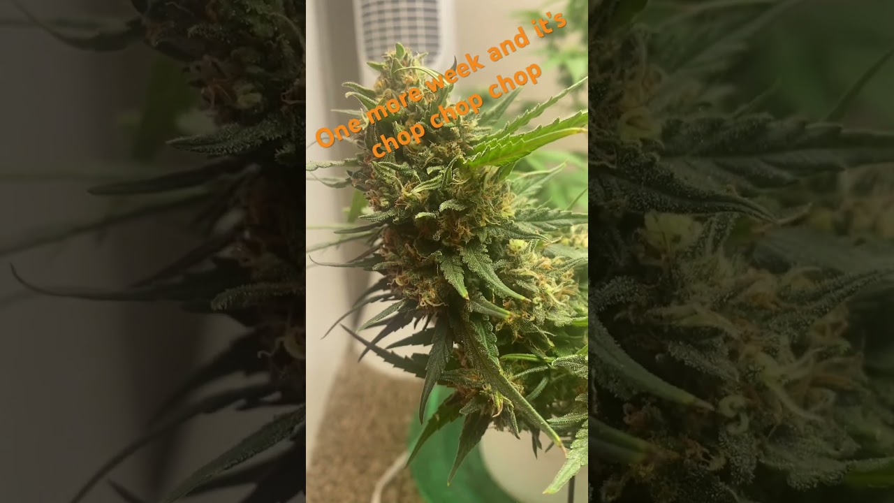 Hindu Kush. Original landrace. By amnesia #jmoppletitgrow