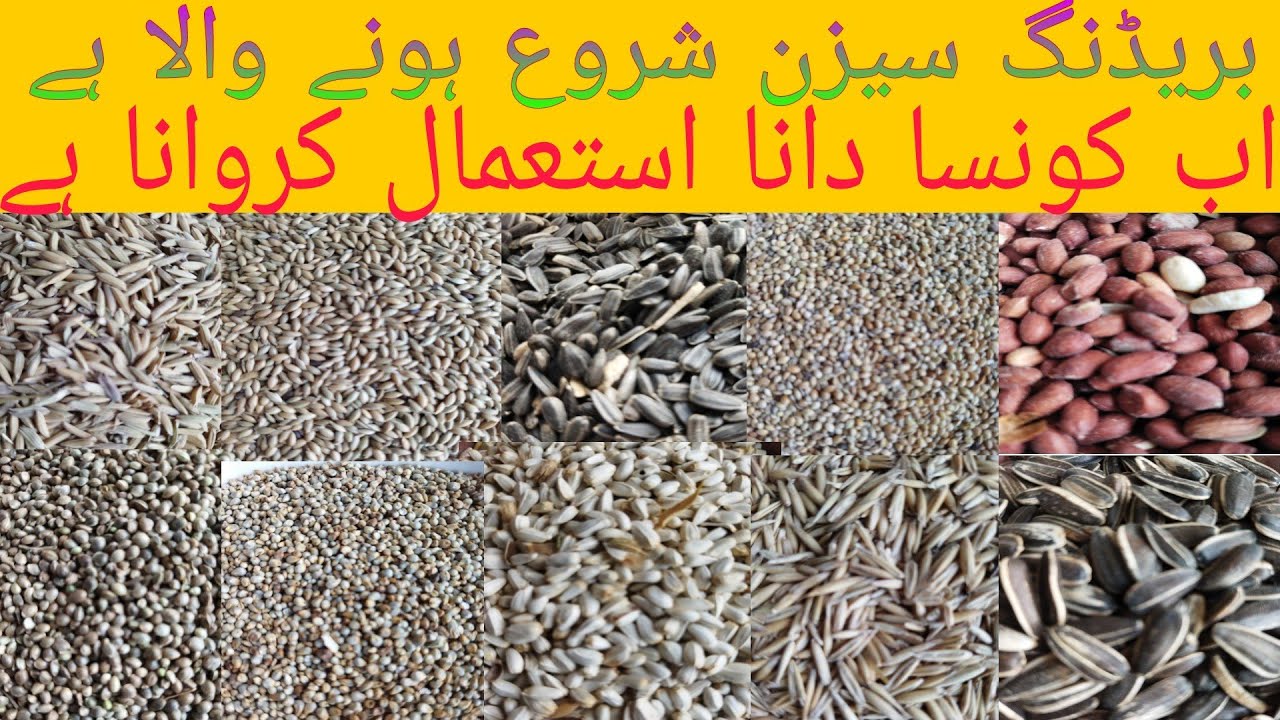 Смесь семян Ringneck Full Nutrition Seed Mix | Официальный представитель организации Bahawalpur B...