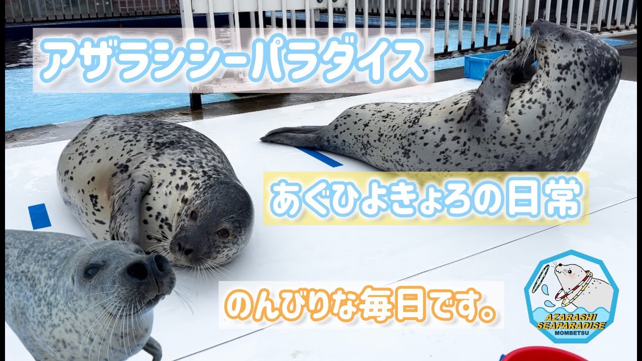 【紋別アザラシシーパラダイス】～色んな場面詰め合わせ２～最近の様子や少し前の様子などシーパラ3頭の日常ですパート２