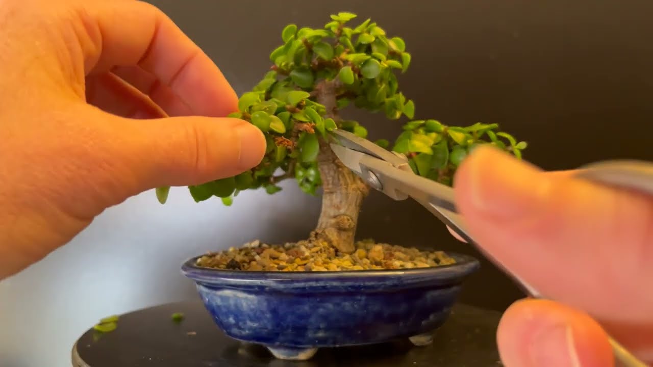 Portulacaria Afra Bonsai Pruning