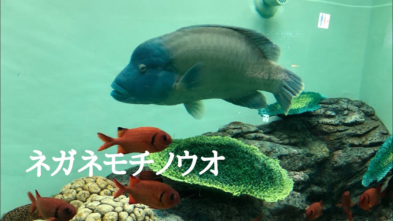 【生き物紹介】メガネモチノウオ