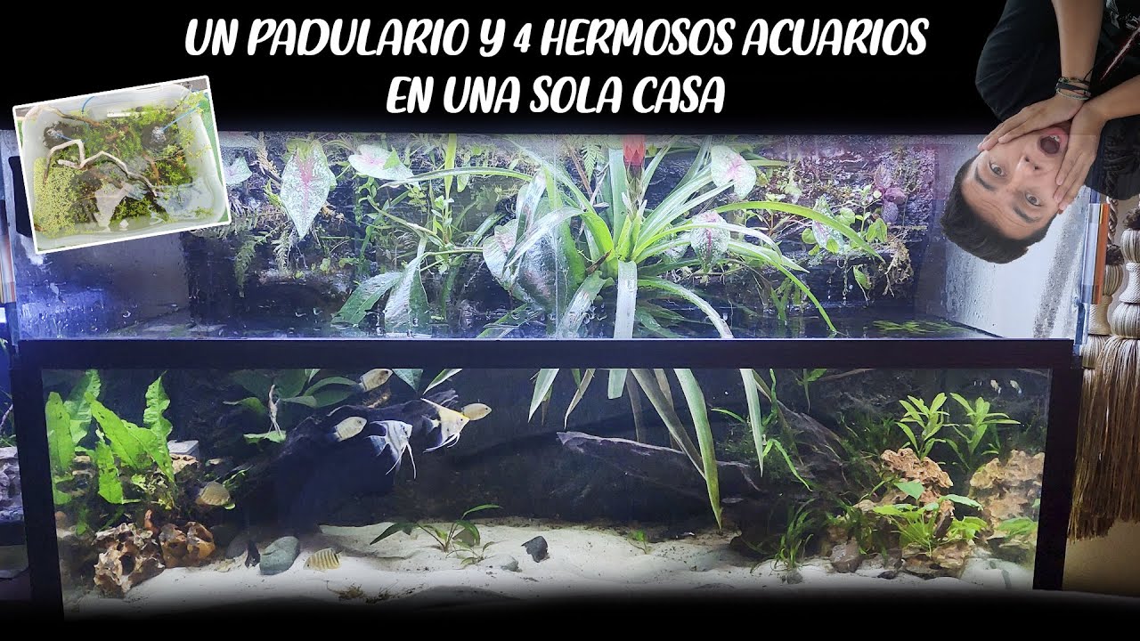 UN INCREIBLE PALUDARIO y 4 HERMOSOS ACUARIOS en una casa | AS 2.0 #266 | AcuariosLP