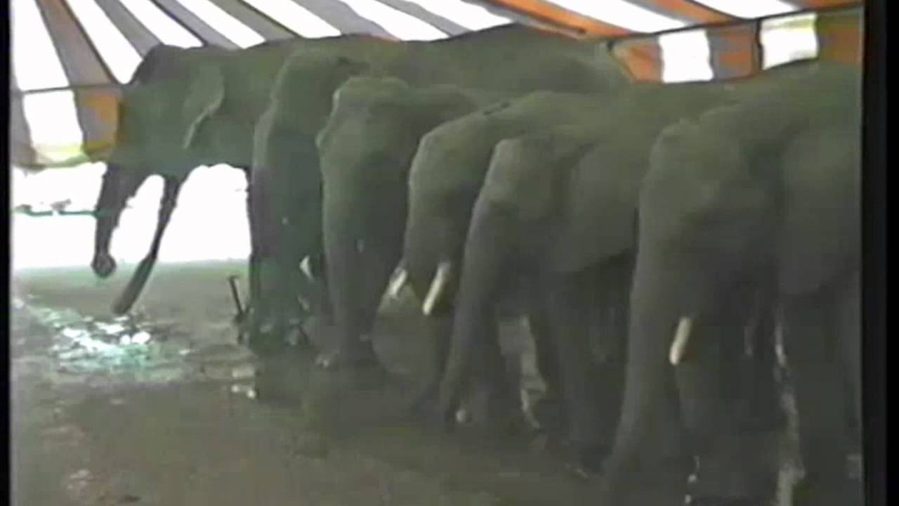ZOO DEL CIRCO ORFEI 1988