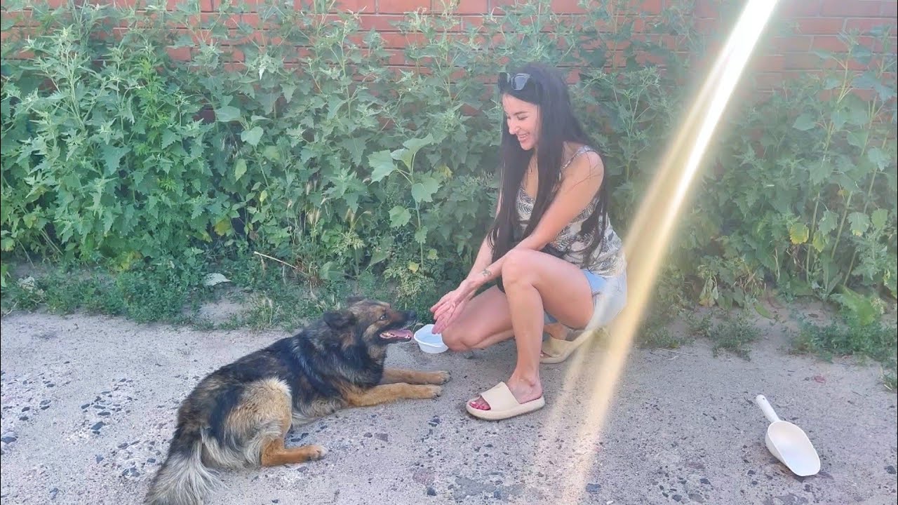 Thirsty Stray Dog got Help During Hit Summer Just on Time