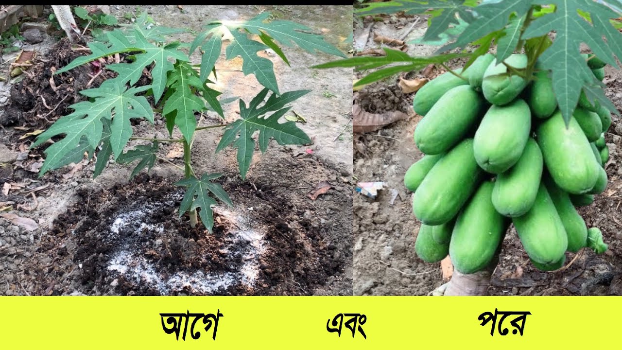 পেপে গাছ চাষ পদ্ধতির ৬ টি গোপন টিপস । পেপে গাছ রোপণের সহজ নিয়ম