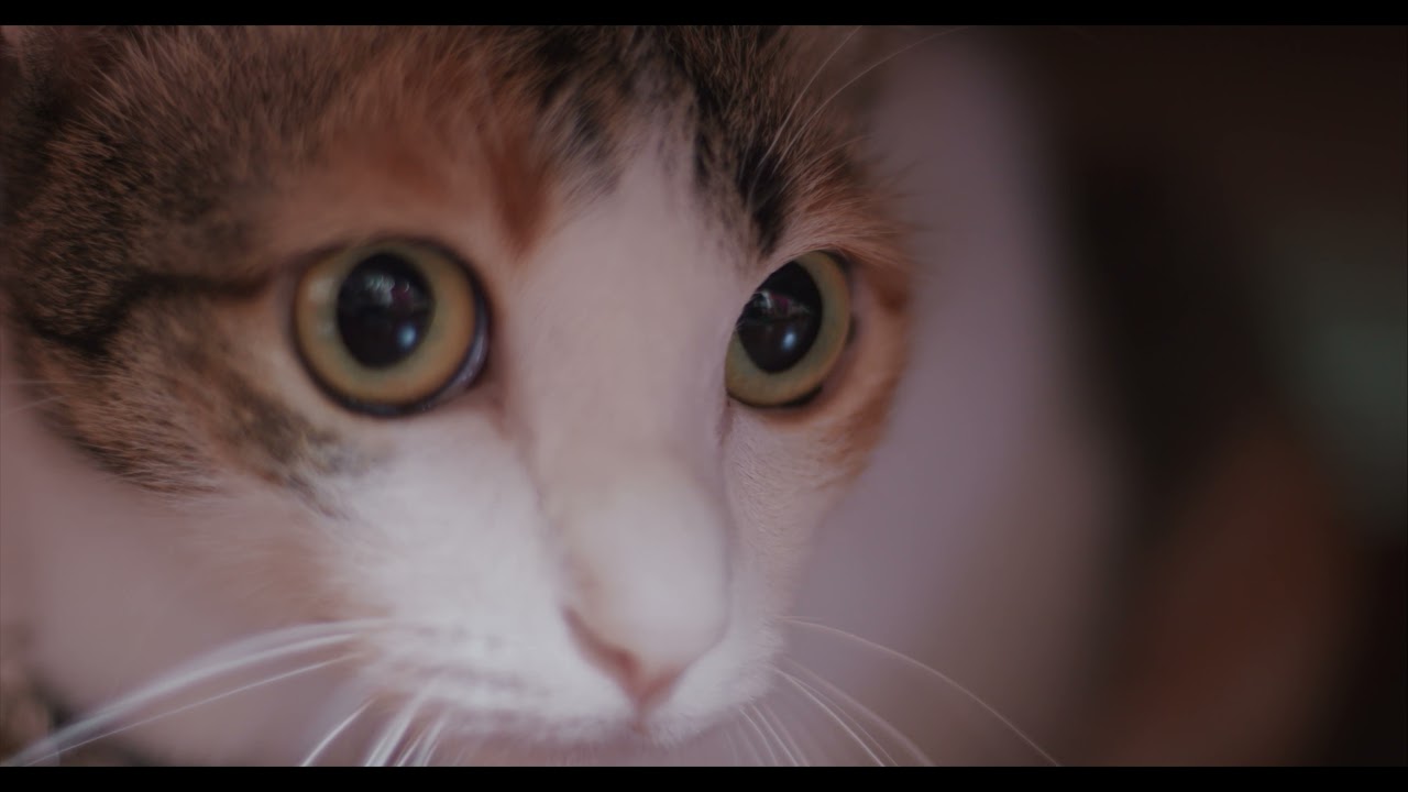 Neko Cookie is curious