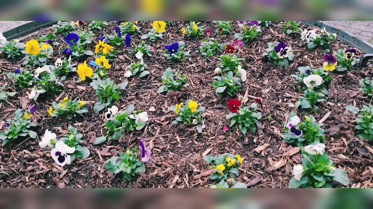 beautiful flowers deko#shortvideo#