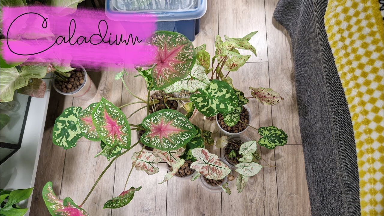 Caladium