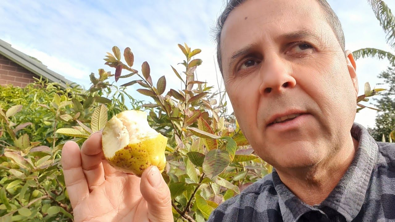 INDIAN WHITE GUAVA - Tropical Tasting In Midwinter