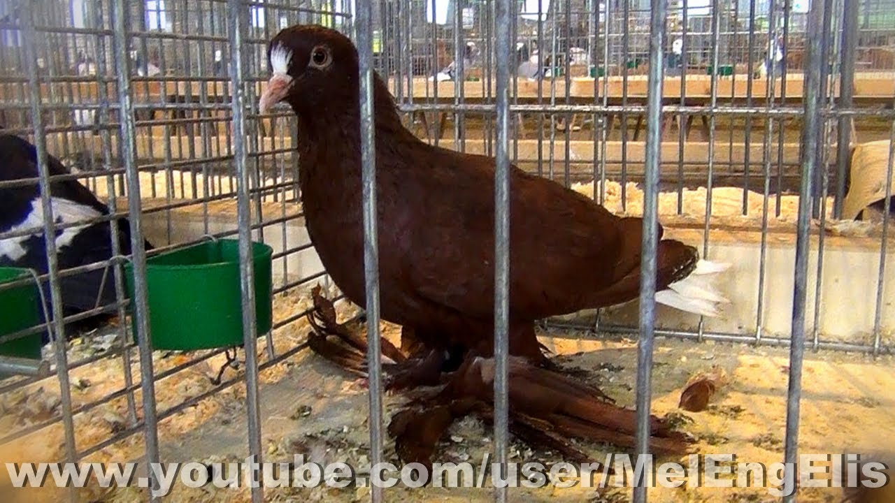 Pigeons de Couleur Pattus - Cambrai 2021 - ( Color Pigeon - Farbentauben ) 🤩