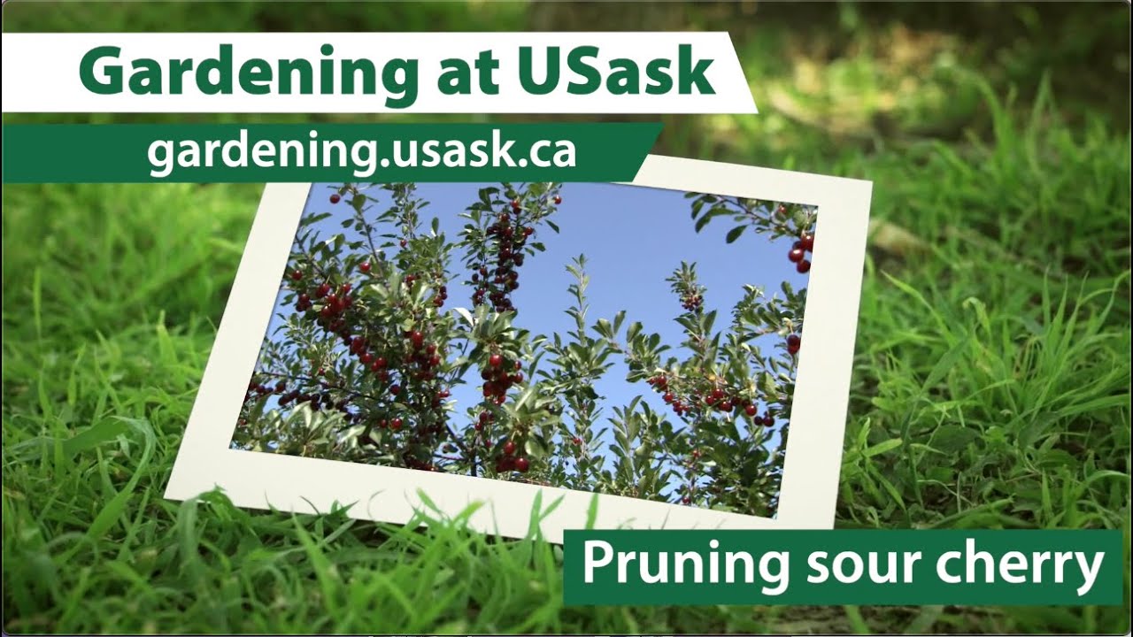 Pruning Sour Cherry Shrubs