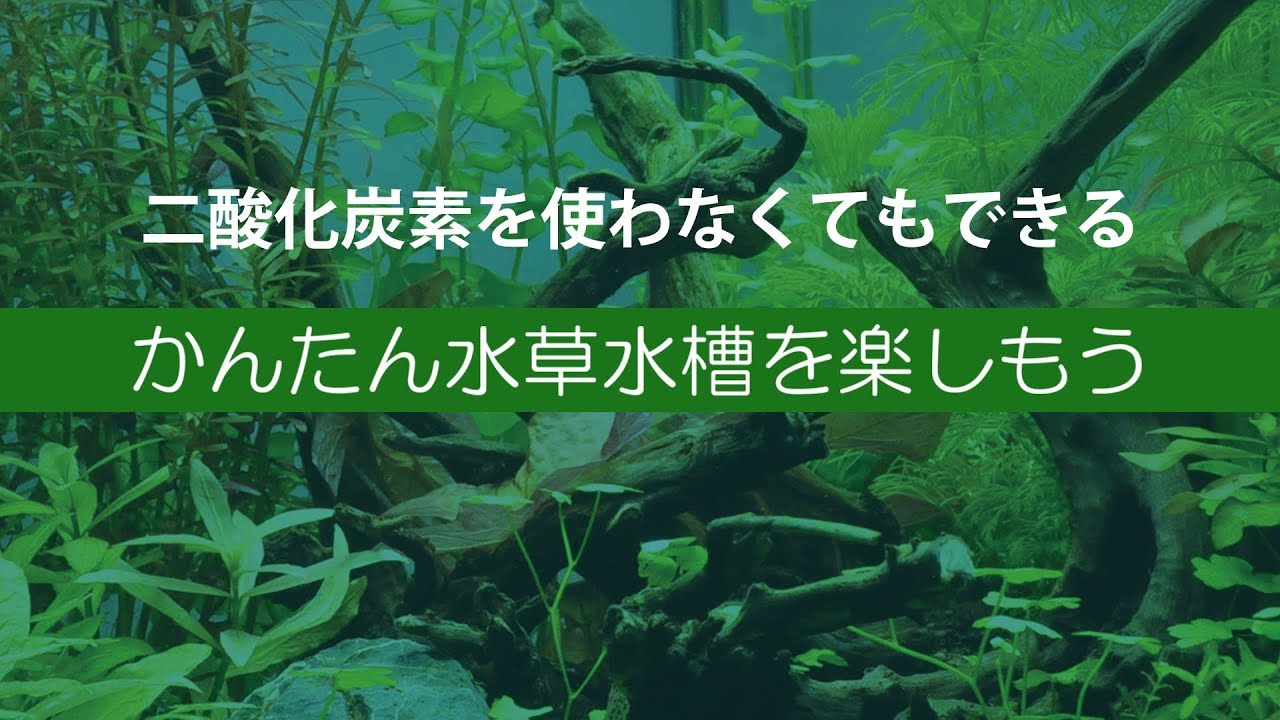 二酸化炭素を使わなくてもできる「かんたん水草水槽」を楽しもう