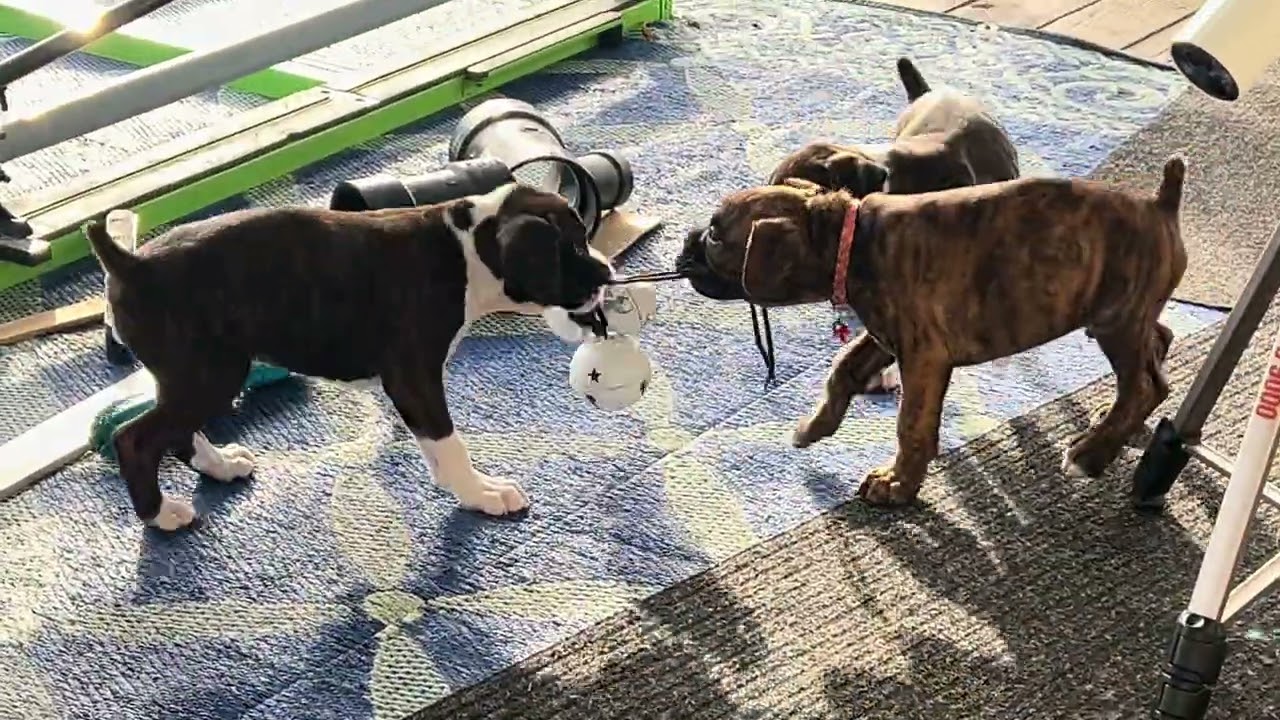 ☀️ Sunny Day Shenanigans | Boxer Puppies vs. Bell String