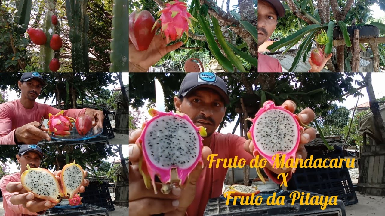FRUTO DO MANDACARU X FRUTA DA PITAYA