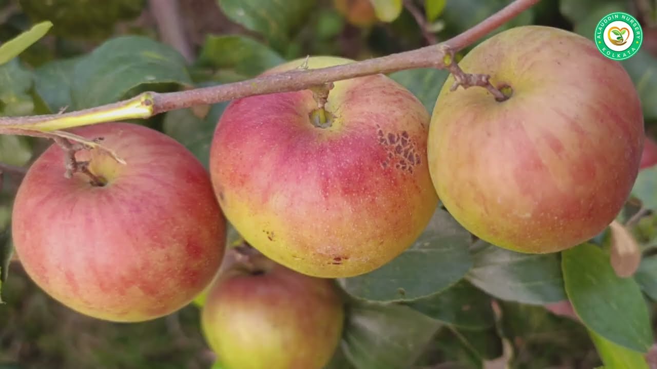 #Miss India vs Ball Sundori vs Kasmiri Sundori vs Old Green Apple Ber WAR | कौनसा Apple berअच्छा है।