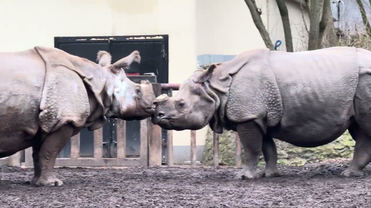 Rhinos Face to Face — Tension in the Wild! 🦏🔥