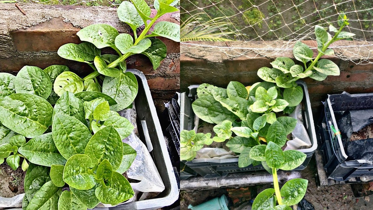 টবে পুঁইশাক চাষ | how to grow malabar spinach at home