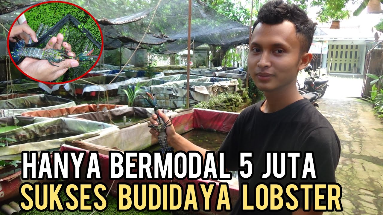 SUCCESSFUL FRESHWATER LOBSTER CULTIVATION WITH A CAPITAL OF 5 MILLION || PROFITABLE AND MINIMAL RISK