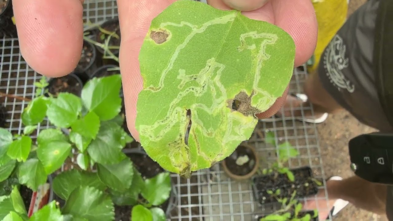 OMG!!! We’ve got leaf miner bugs!!!
