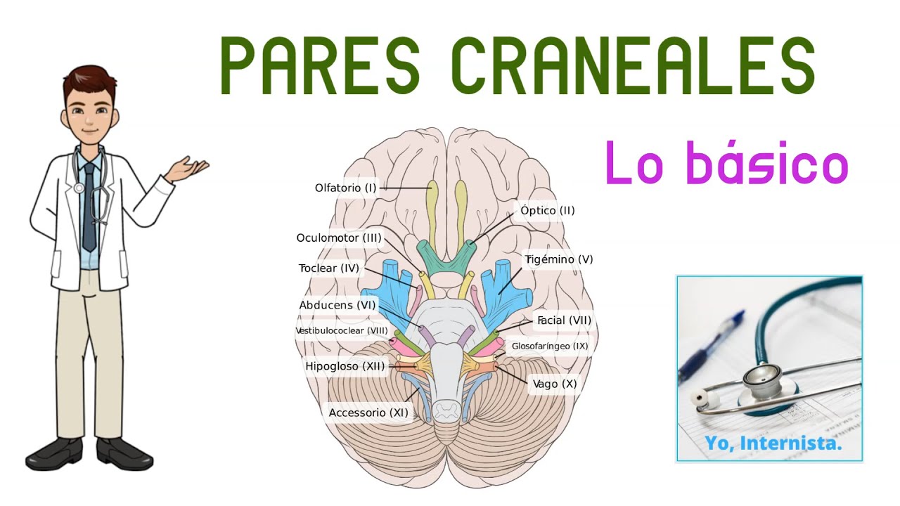 PARES CRANEALES. LO BÁSICO (nervios craneales)