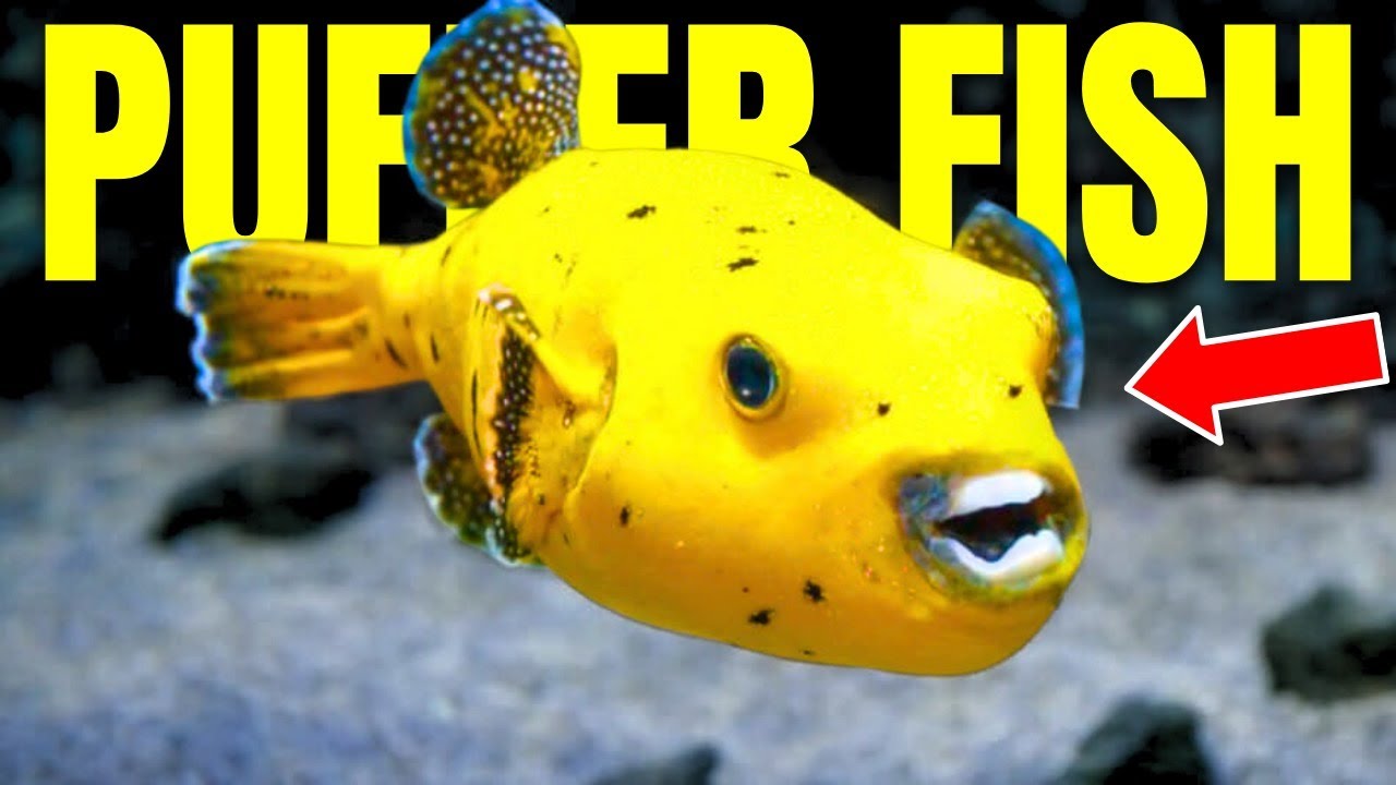 Saltwater Pufferfish - The Sassiest Fish In The Hobby