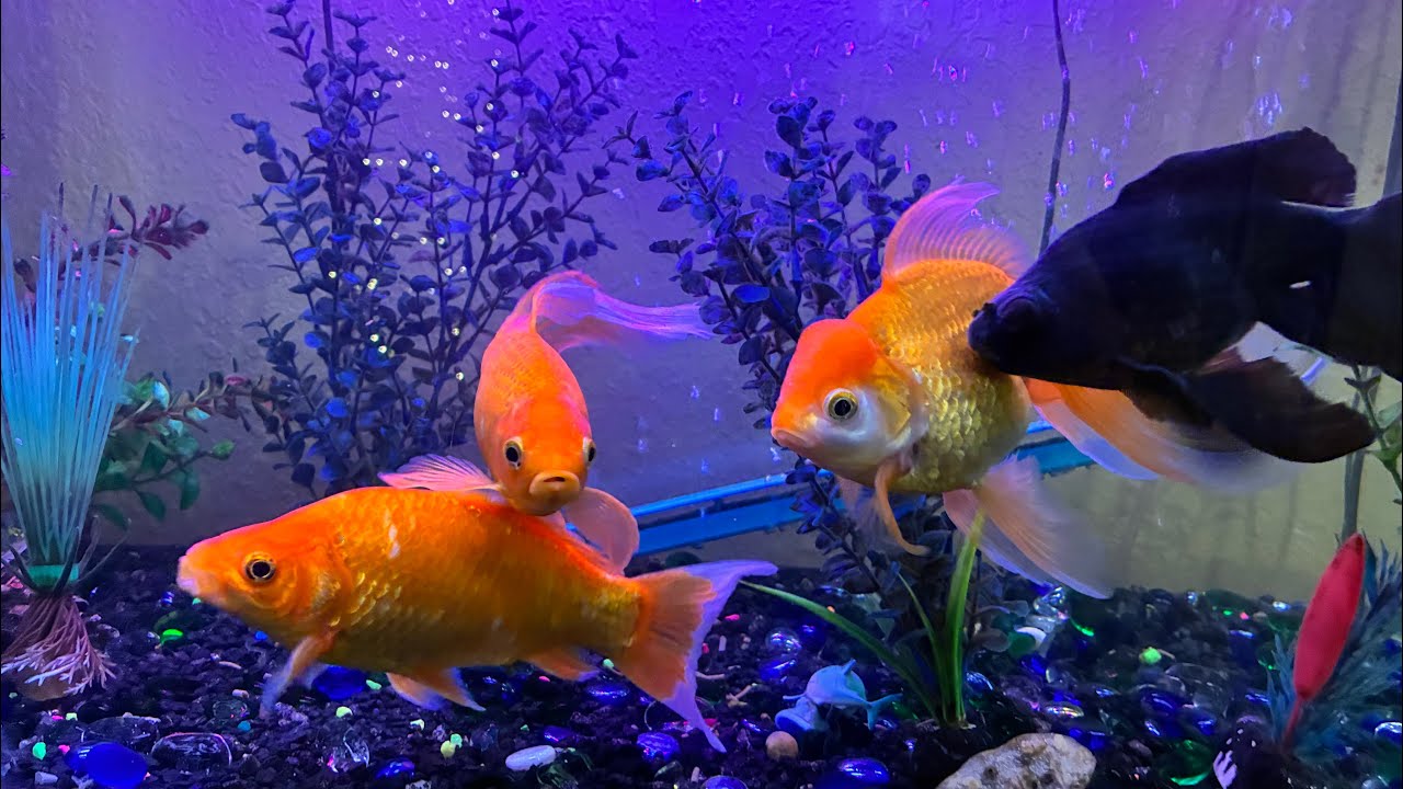 BitGrow & Goldfish ?