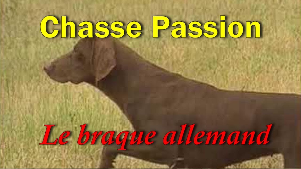Chasse Passion : Le braque allemand