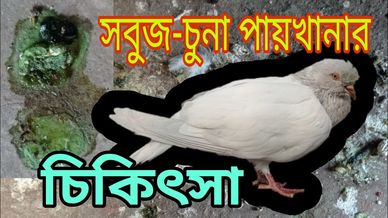 কবুতরের সবুজ চুনা পায়খানার চিকিৎসা|কবুতরের সবুজ পায়খানার ও ঝিমানো|কবুতরের সবুজ পয়খানা হলে কি করনীয়