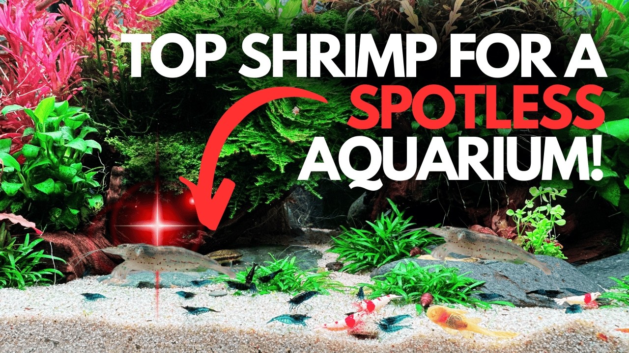 Две лучшие креветки для очистки пресноводных аквариумов: испытание!