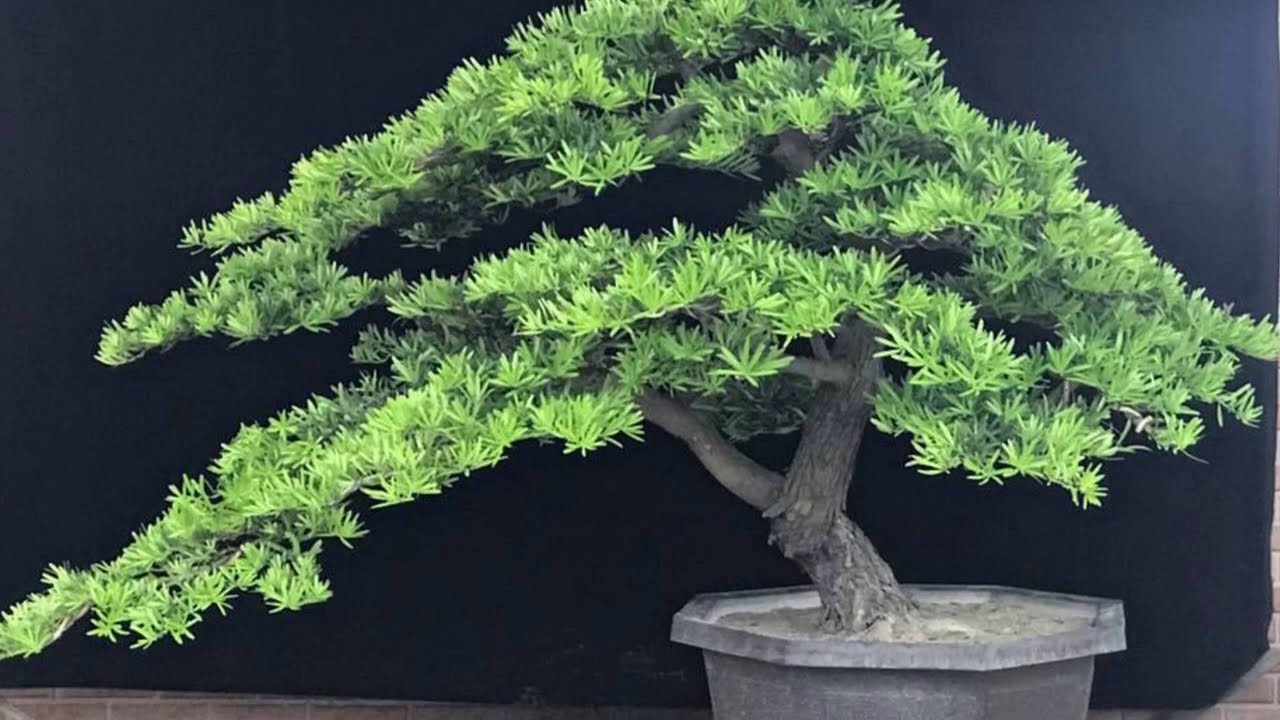 BONSAI Podocarpus macrophyllus at the EXHIBITION- Tùng la hán bonsai