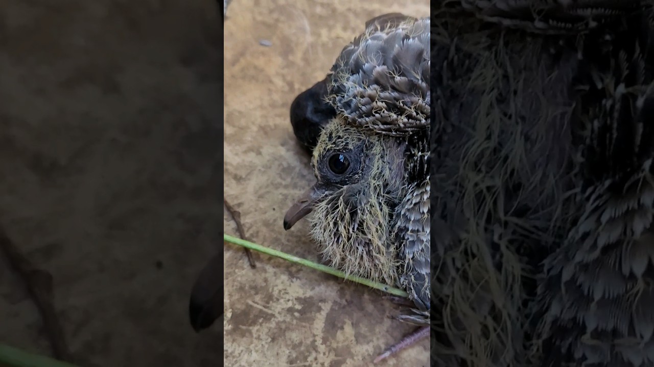 🕊🐣 Filhote de pomba esperando sua mam&atilde;e!! #passaros #fofura #pomba #filhote #birdslover #janemaira